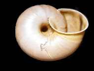 Tabella Chilostoma cingulatum (studer, 1820 )